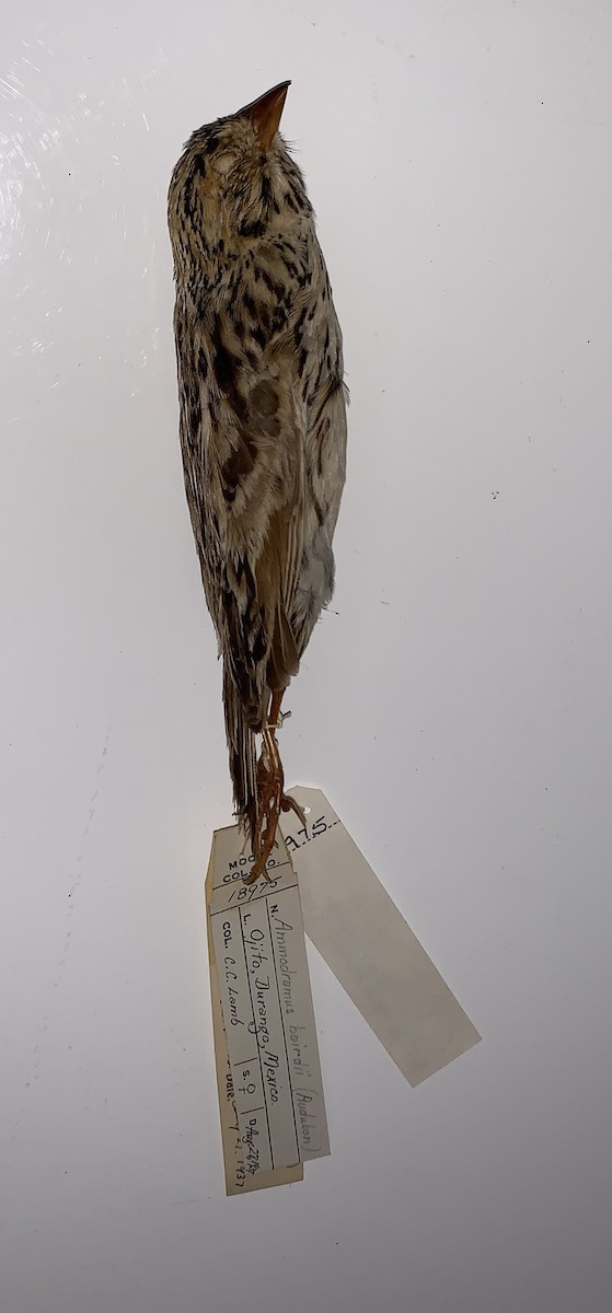 Baird's Sparrow - Chester Lamb
