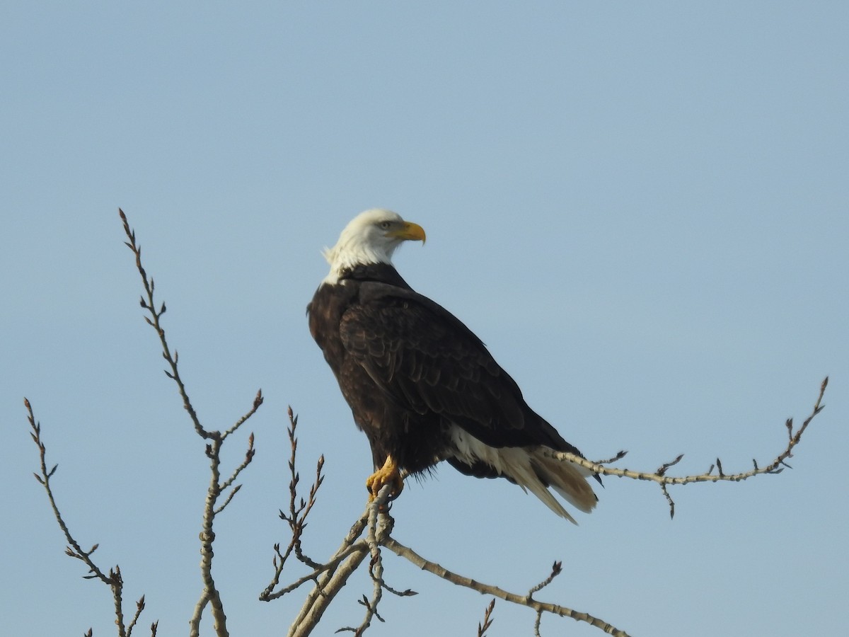 Bald Eagle - ML405133331