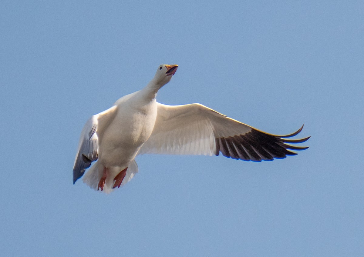 Snow Goose - ML405133471