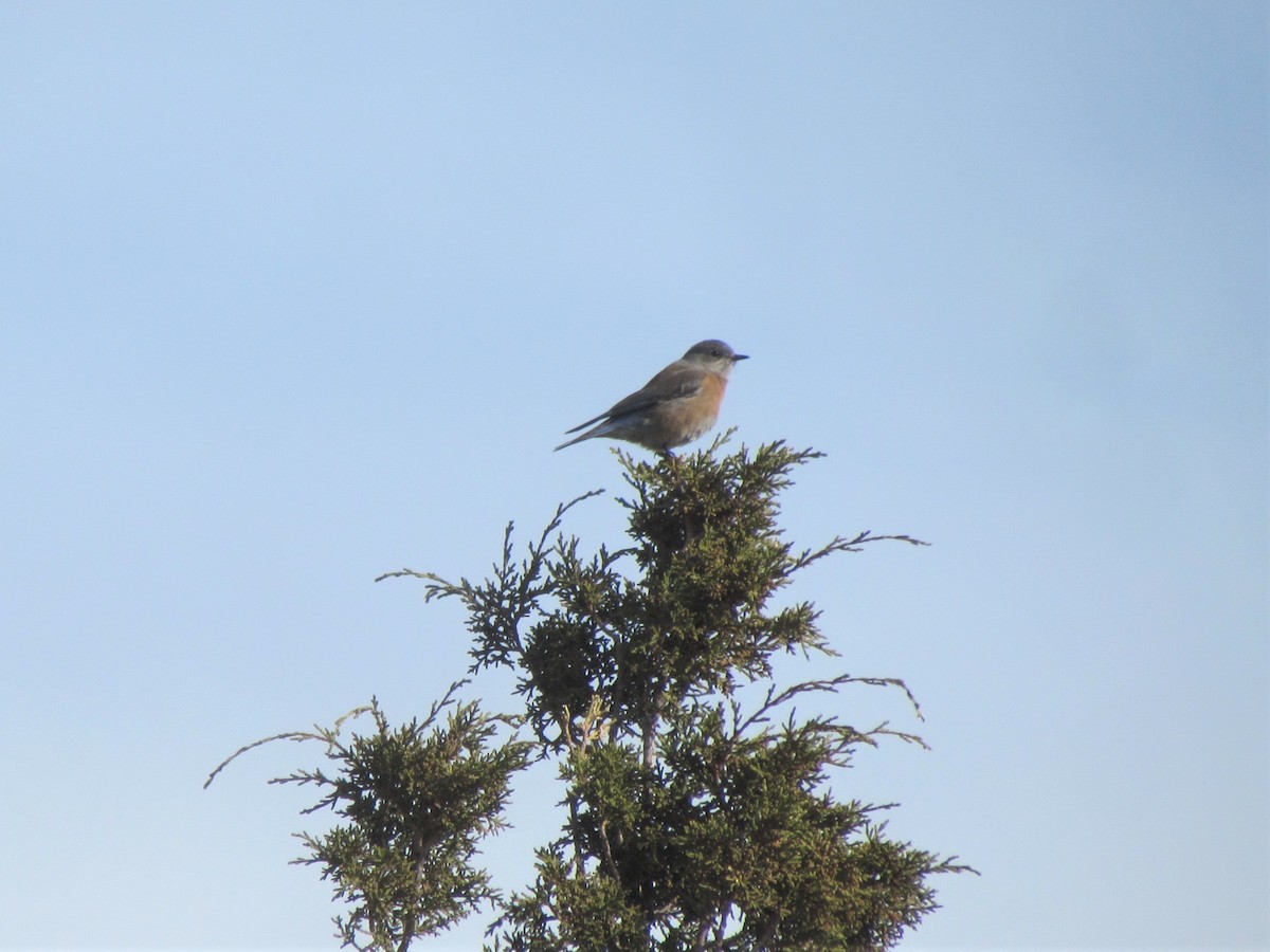 Western Bluebird - ML405136511