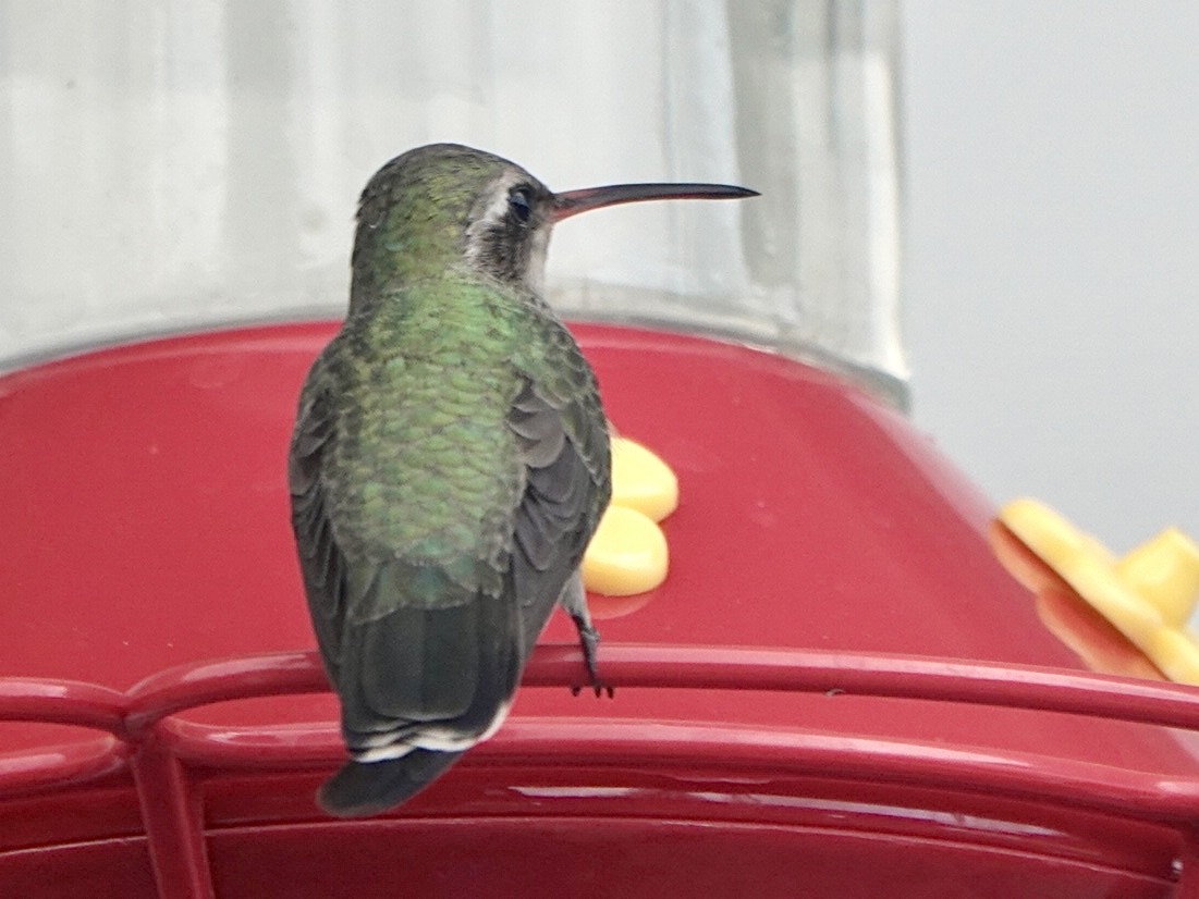 Broad-billed Hummingbird - ML405136771