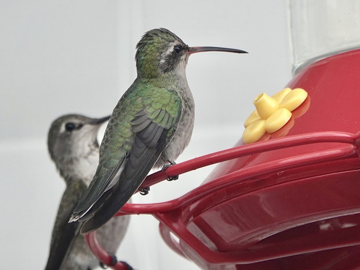 Broad-billed Hummingbird - ML405136791