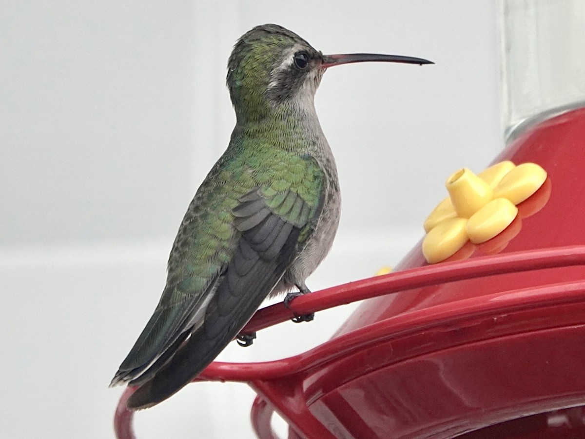 Broad-billed Hummingbird - ML405136831