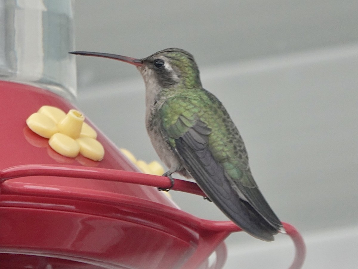 Broad-billed Hummingbird - ML405136841
