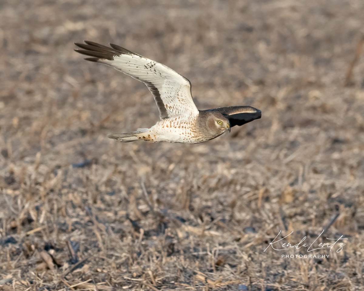 Aguilucho de Hudson - ML405137901