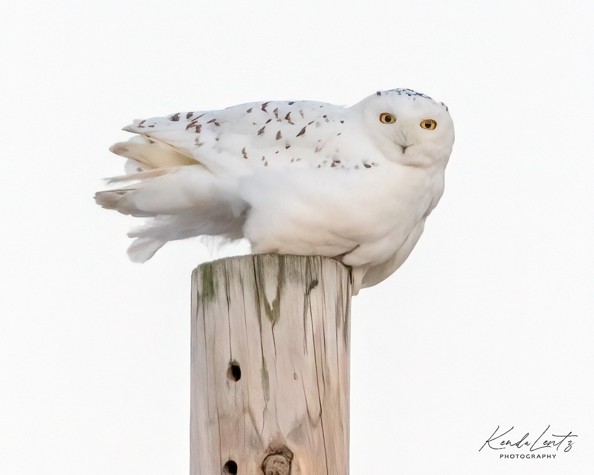 Snowy Owl - ML405138091