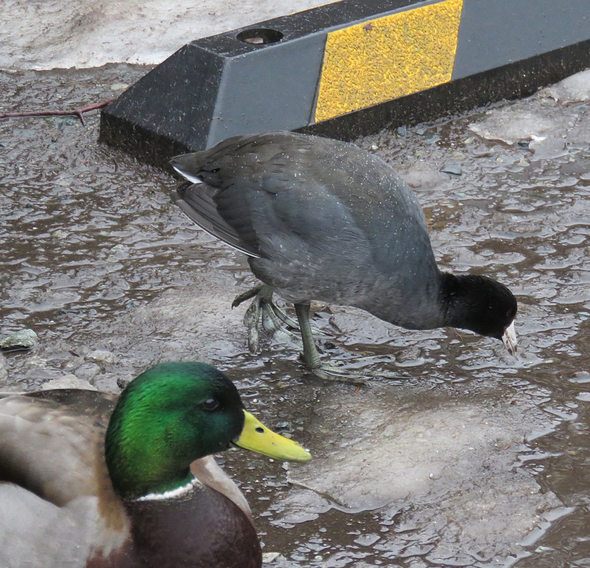 American Coot - ML405140041