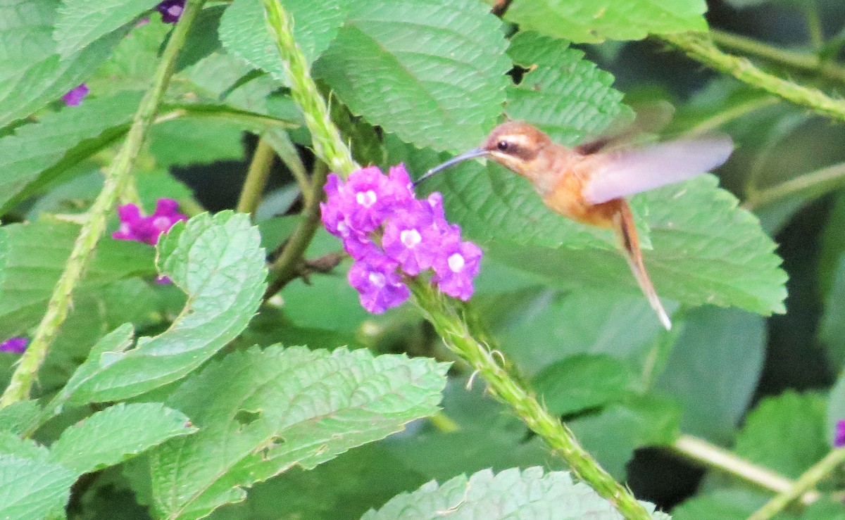 Streifenkehl-Schattenkolibri - ML40514071