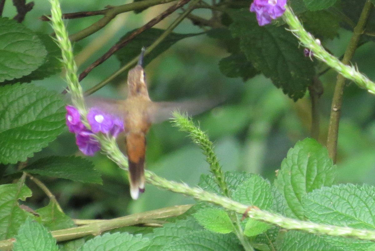 Streifenkehl-Schattenkolibri - ML40514101