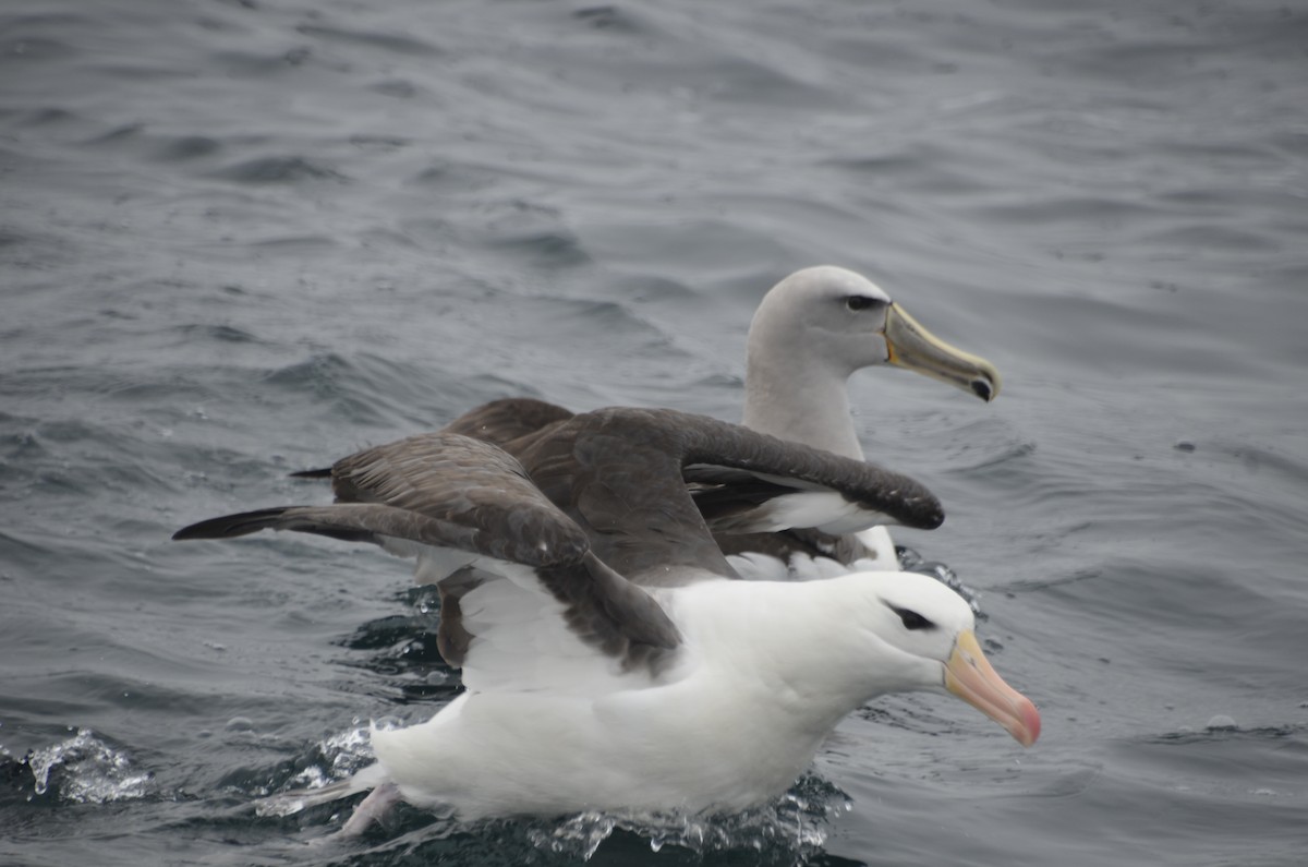 Albatros à sourcils noirs - ML405141051