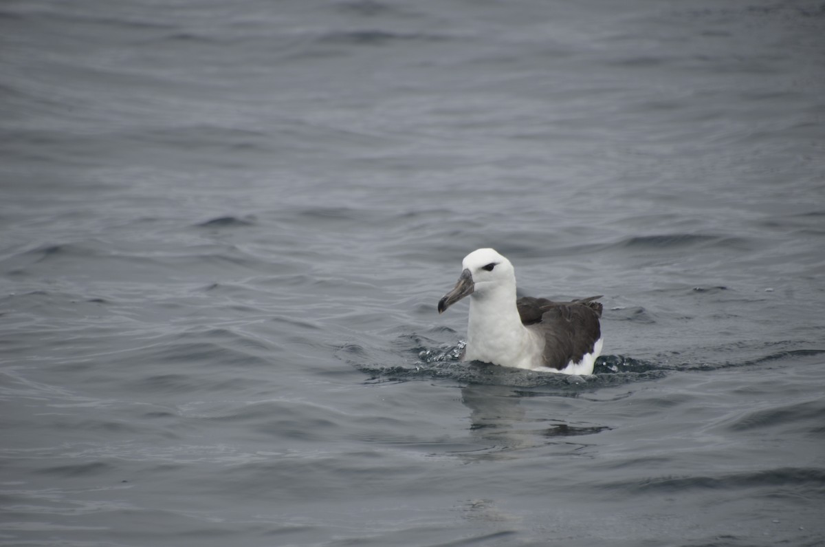 Albatros à sourcils noirs - ML405141381