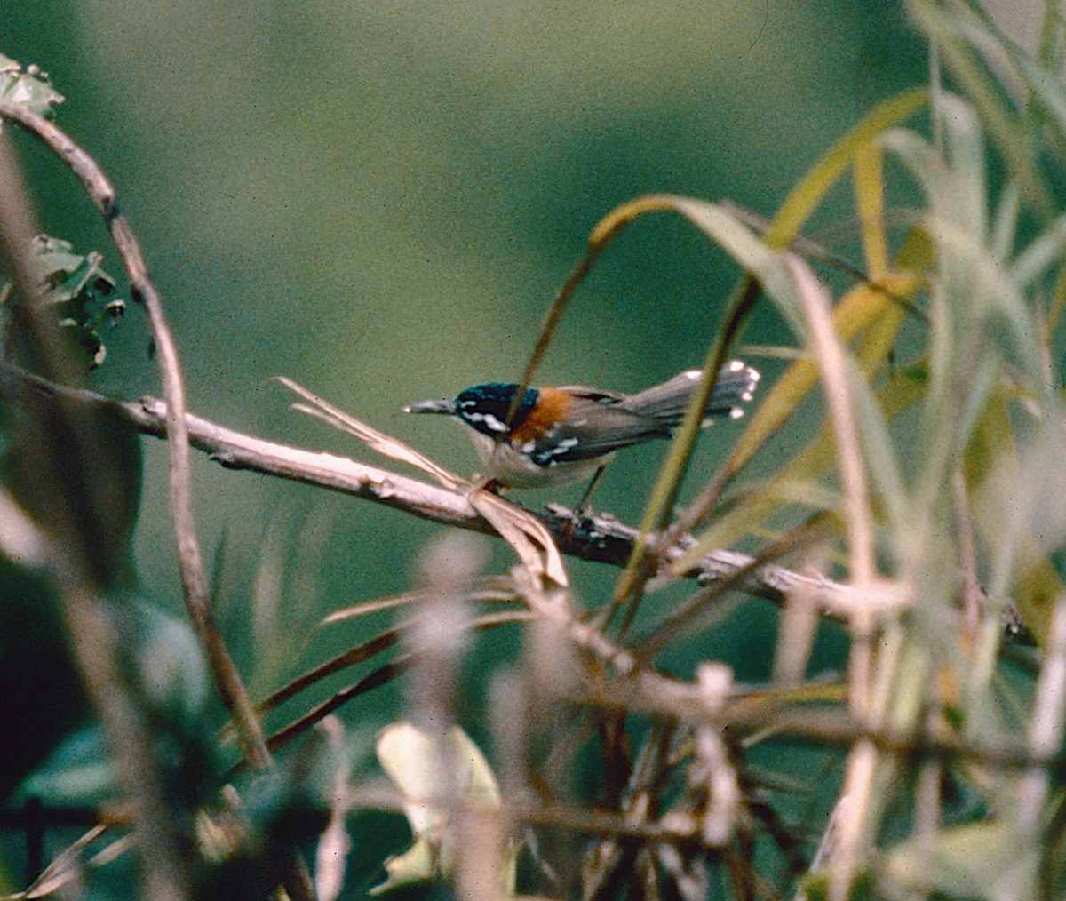 Wallace's Fairywren - ML405141411