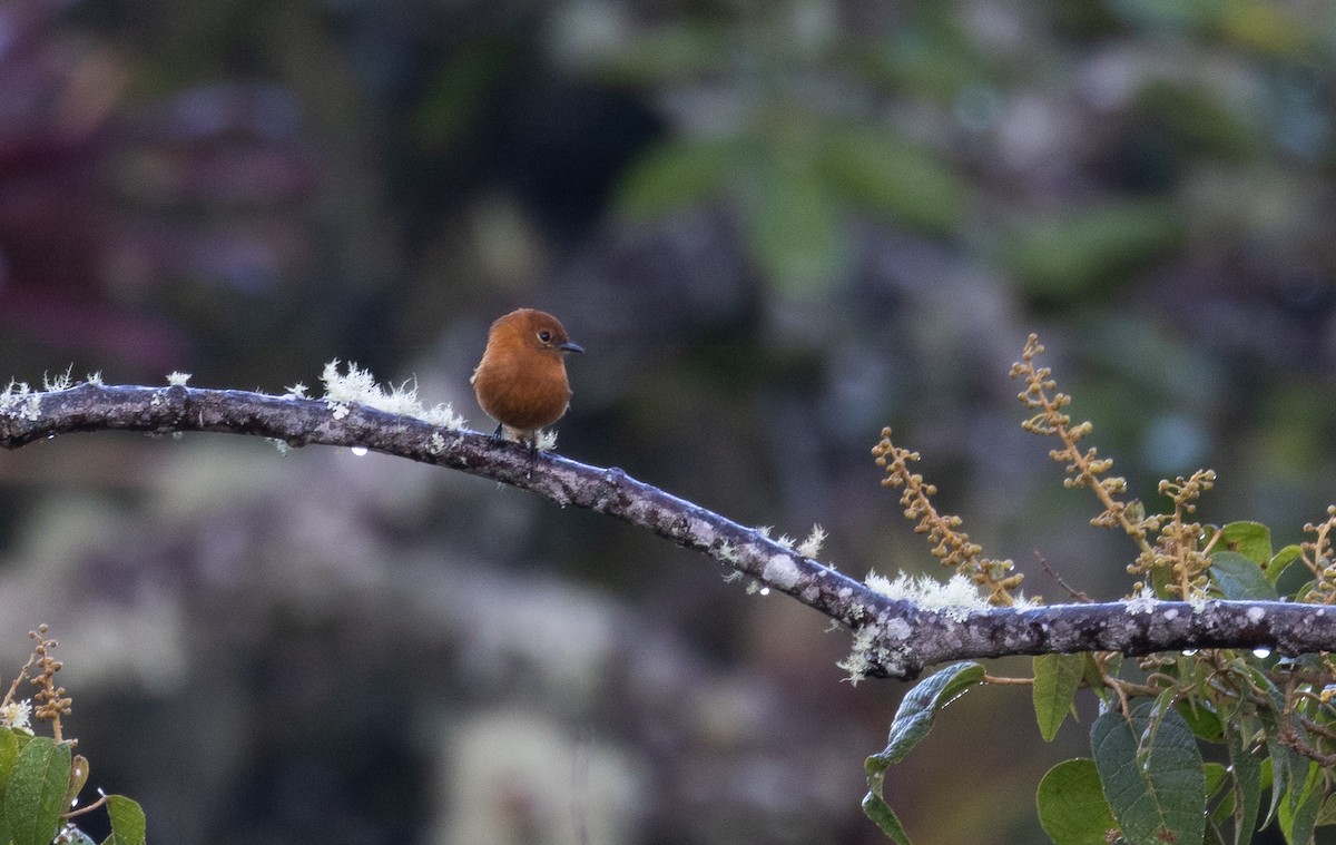 Cinnamon Flycatcher (Santa Marta) - Jay McGowan