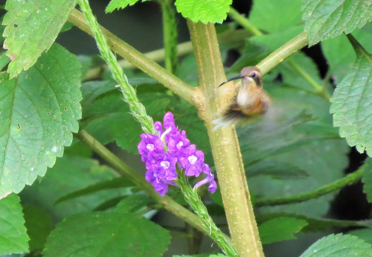 Streifenkehl-Schattenkolibri - ML40514161