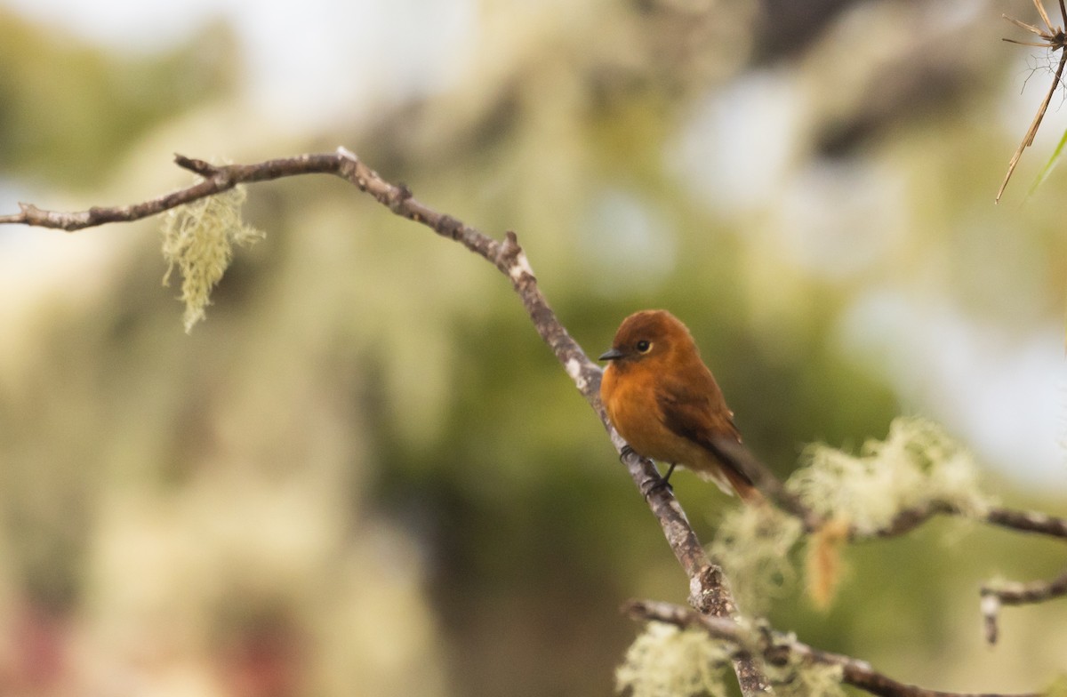 Cinnamon Flycatcher (Santa Marta) - Jay McGowan