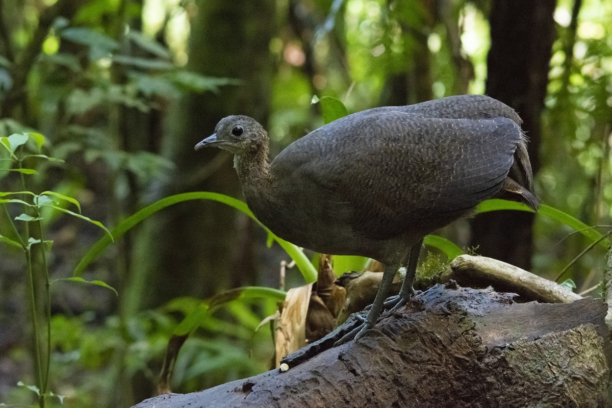 Solitary Tinamou - ML405142861