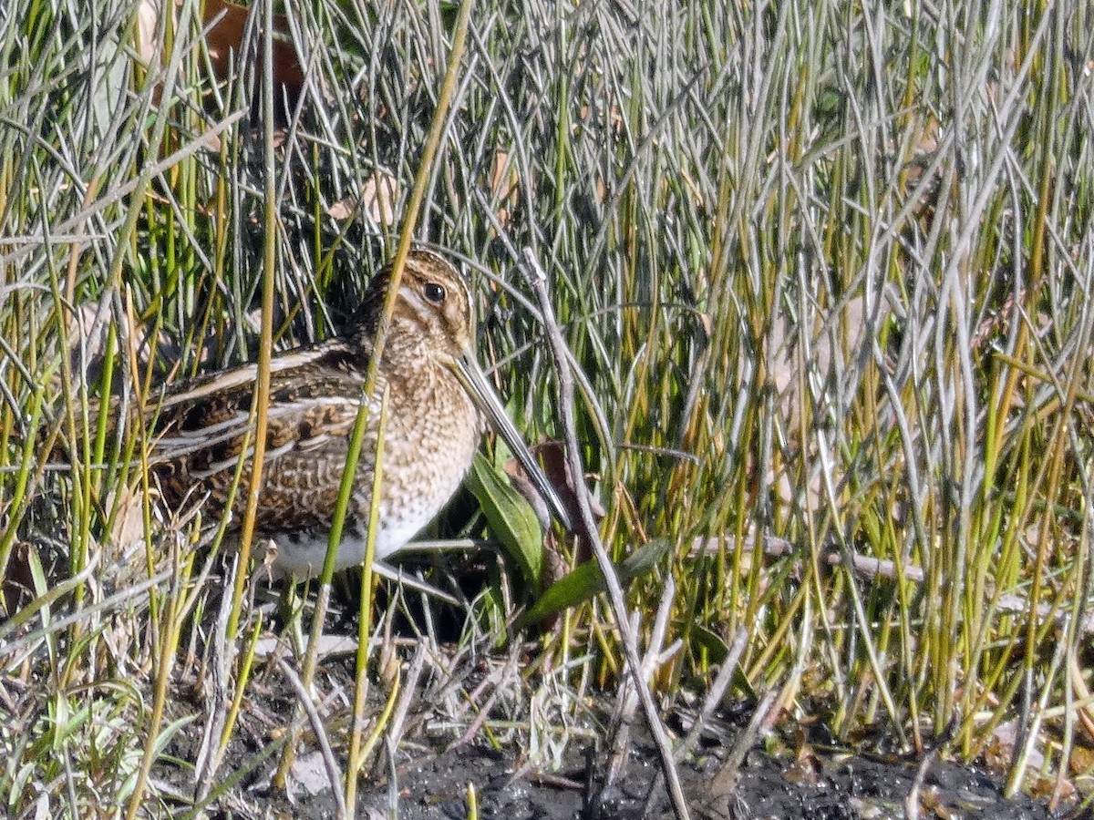 Wilson's Snipe - ML405144041