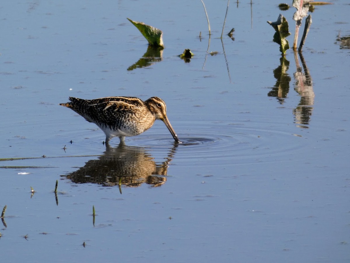 Wilson's Snipe - ML405144361
