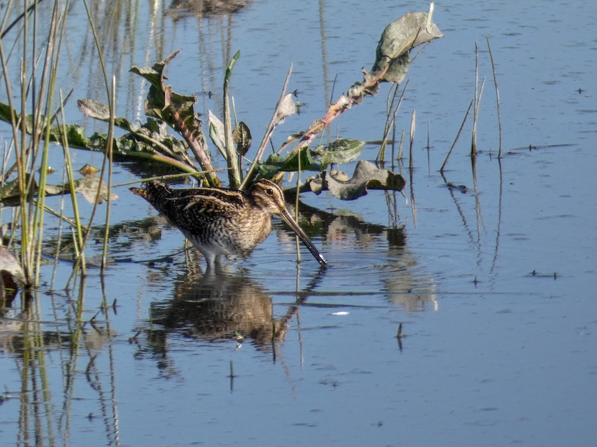 Wilson's Snipe - ML405144521