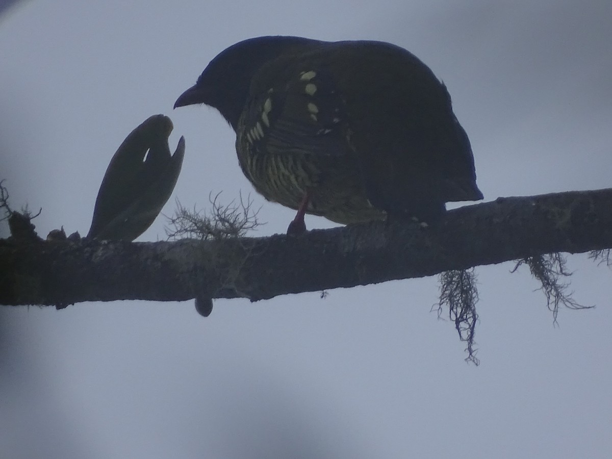 Barred Fruiteater - ML405144541