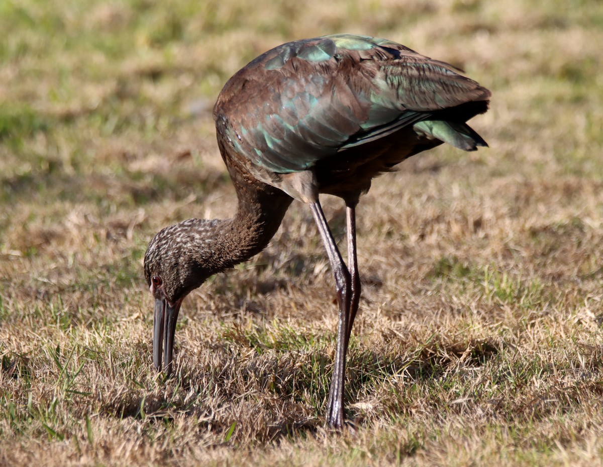 ibis americký - ML405144551
