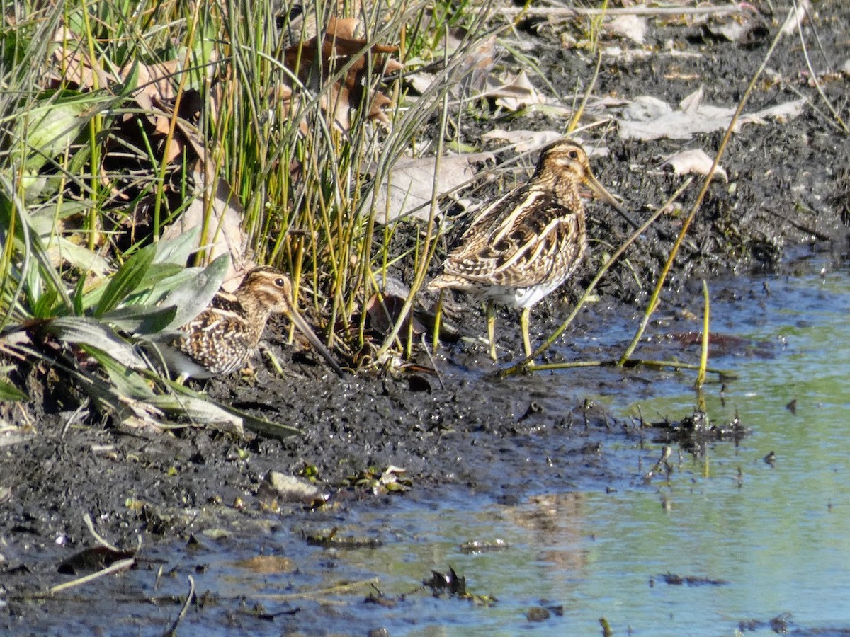 Wilson's Snipe - ML405144611