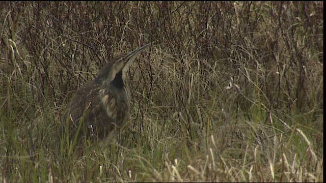 American Bittern - ML405145