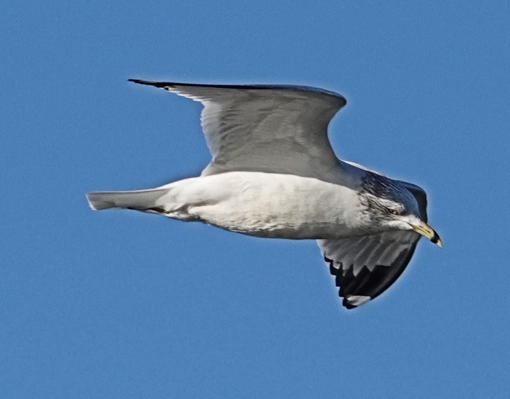 Ring-billed Gull - ML405145811