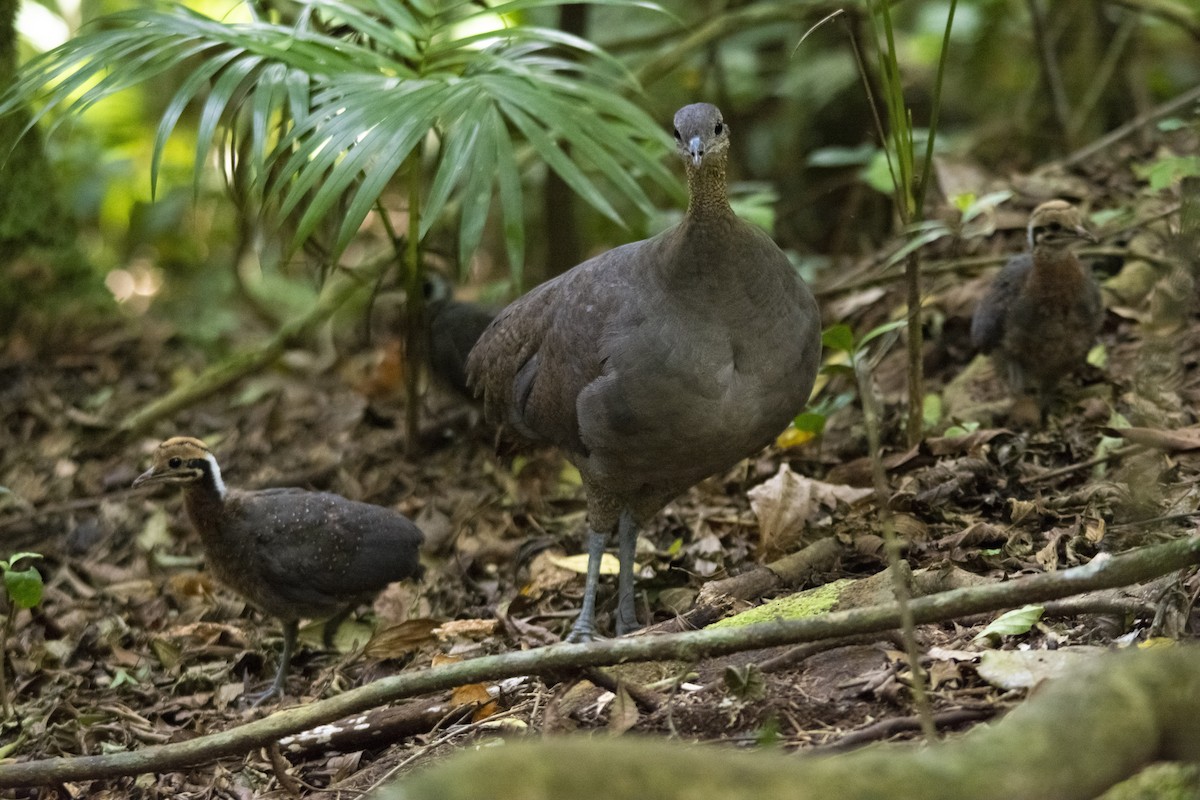 Solitary Tinamou - ML405146021