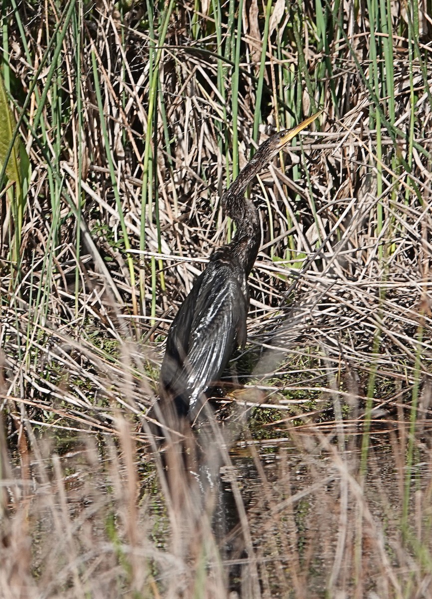 Anhinga d'Amérique - ML405146061