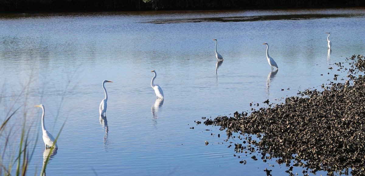 Great Egret - Doug Wassmer