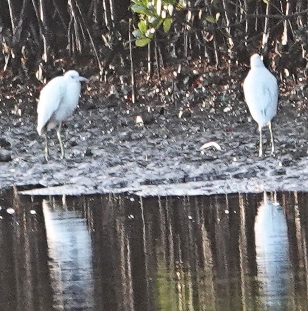 Little Blue Heron - ML405146521