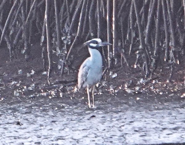 Yellow-crowned Night Heron - ML405146781