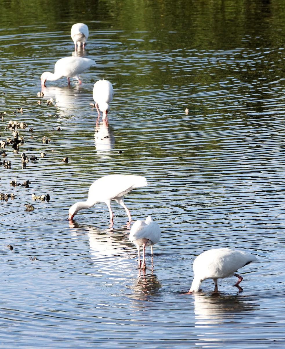 White Ibis - ML405147021