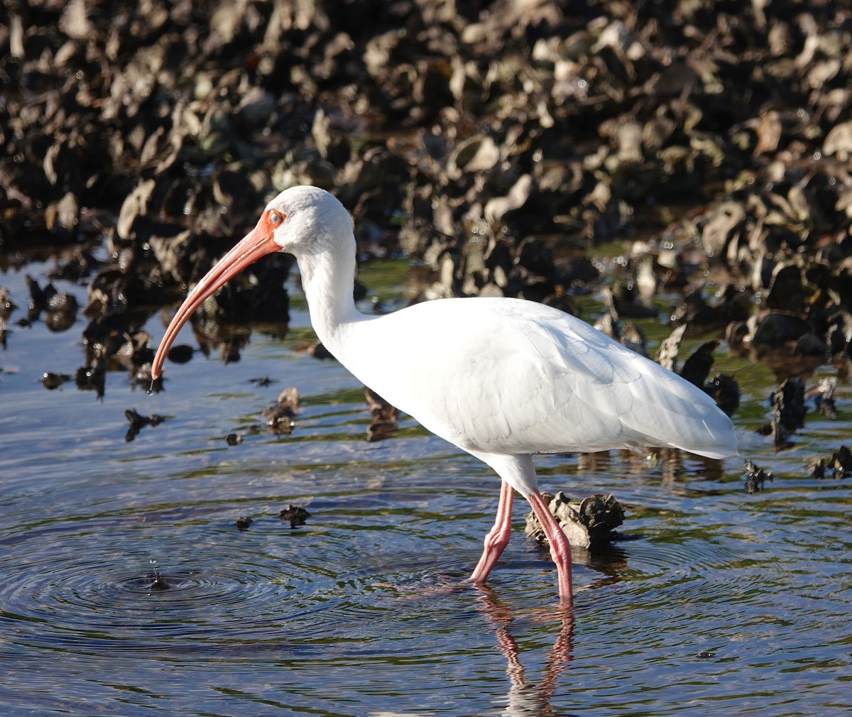 White Ibis - Doug Wassmer