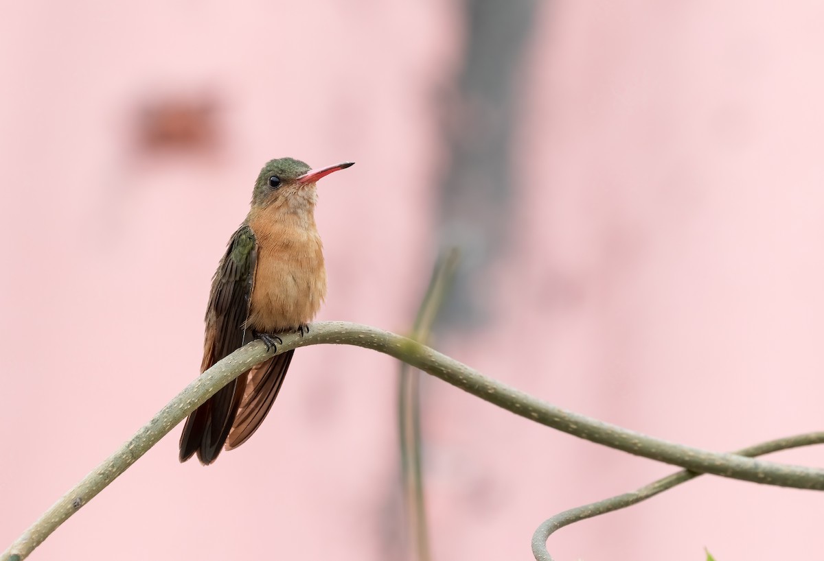 Cinnamon Hummingbird - Richard  Davis