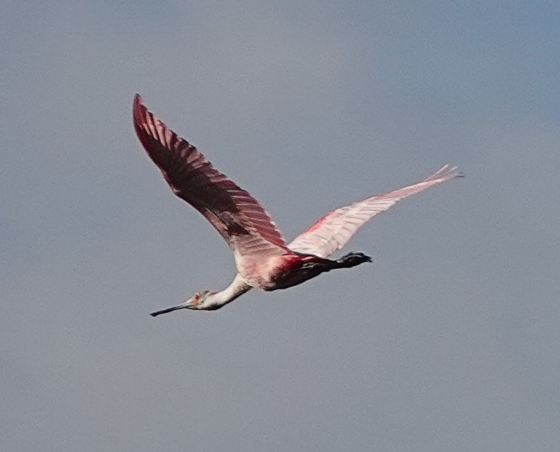 Roseate Spoonbill - ML405147241