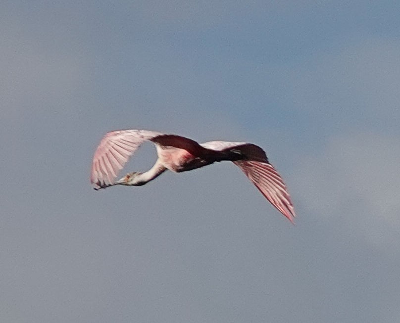 Roseate Spoonbill - ML405147251