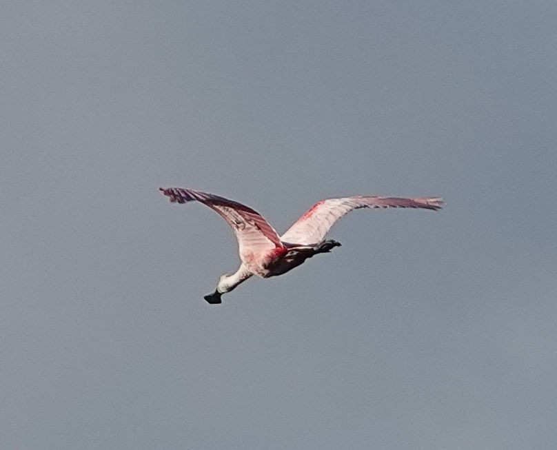 Roseate Spoonbill - ML405147261