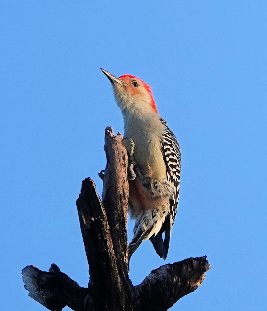 Red-bellied Woodpecker - ML405147561