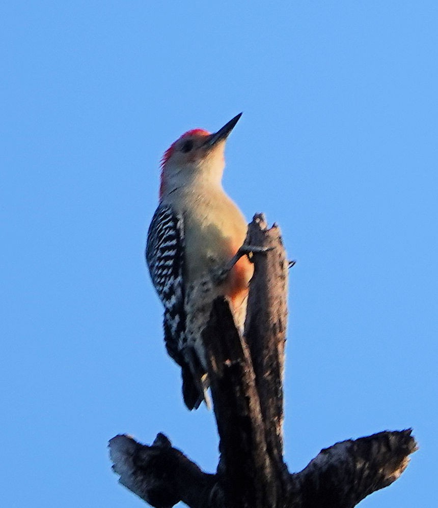 Red-bellied Woodpecker - ML405147571