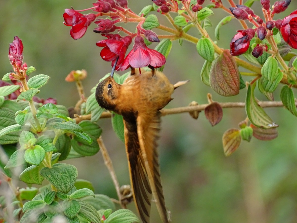 kolibřík duhovohřbetý - ML405147761