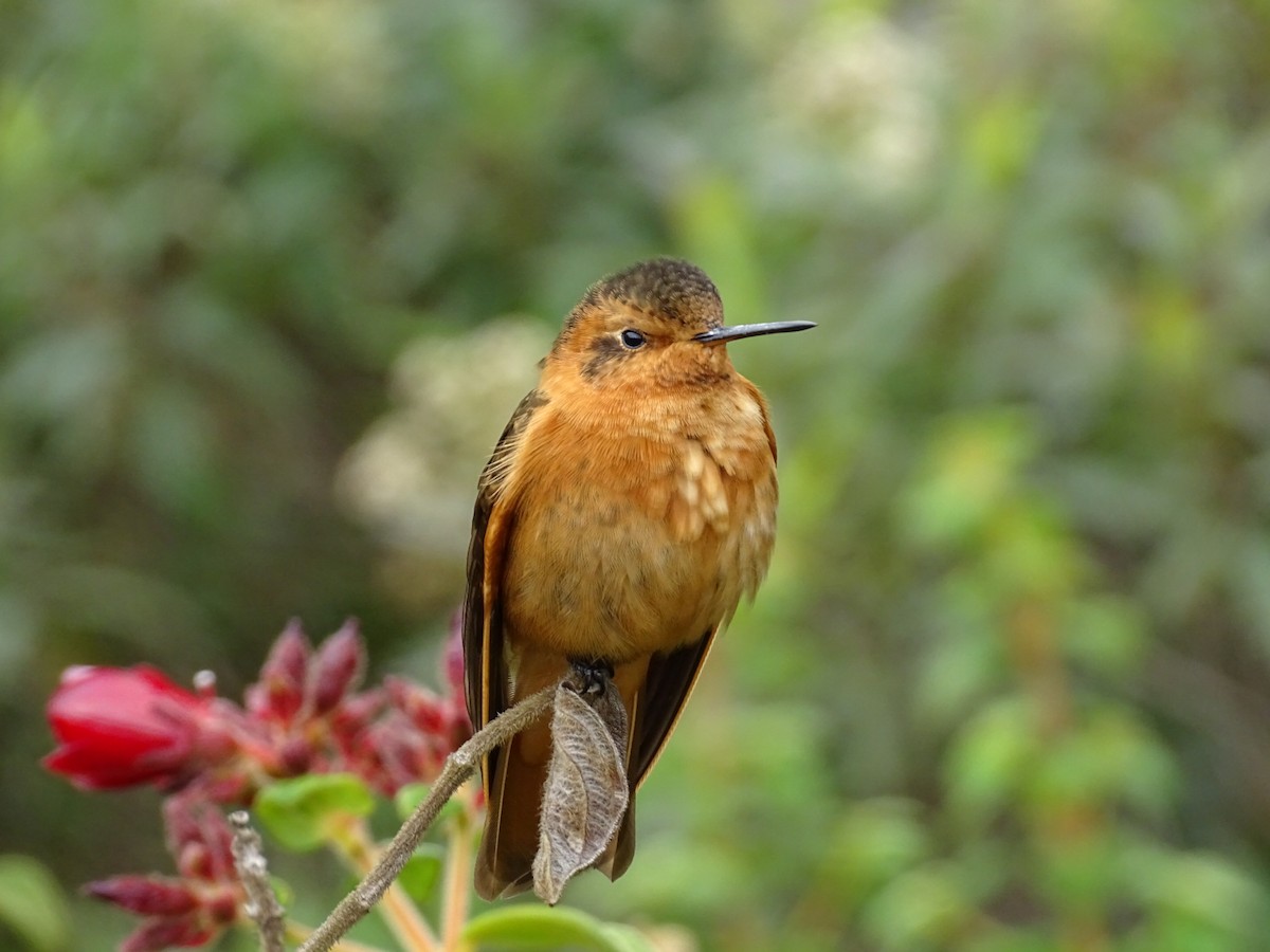 kolibřík duhovohřbetý - ML405147801