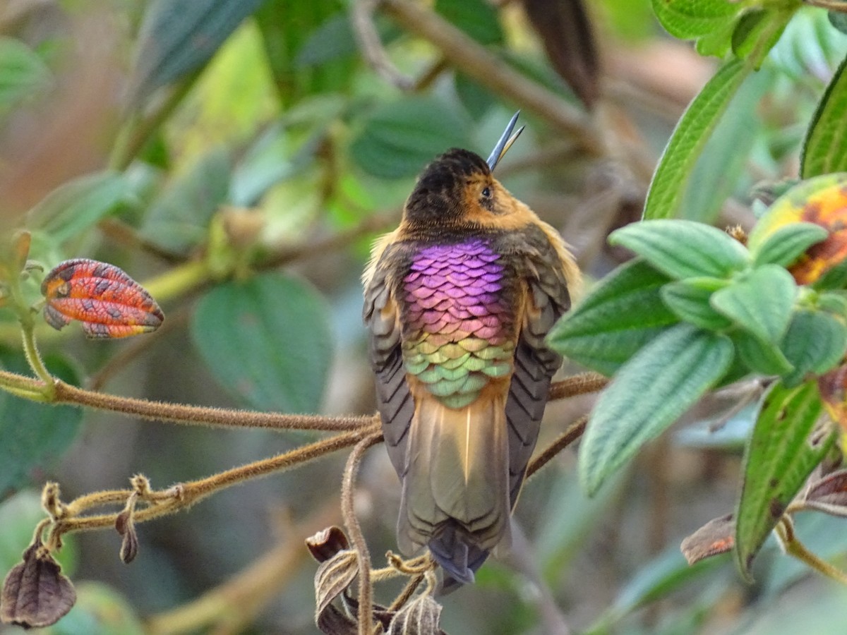 kolibřík duhovohřbetý - ML405147821