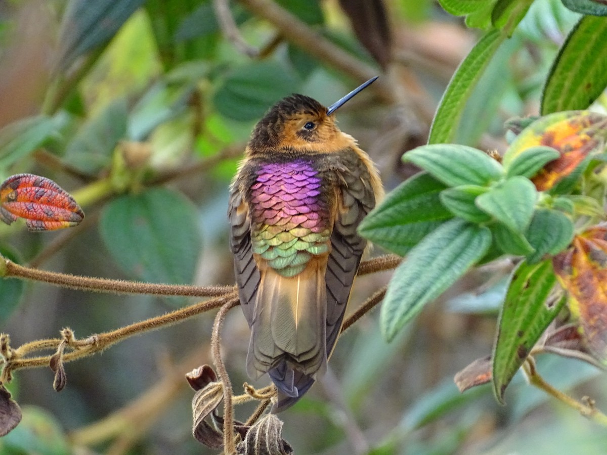 kolibřík duhovohřbetý - ML405147831