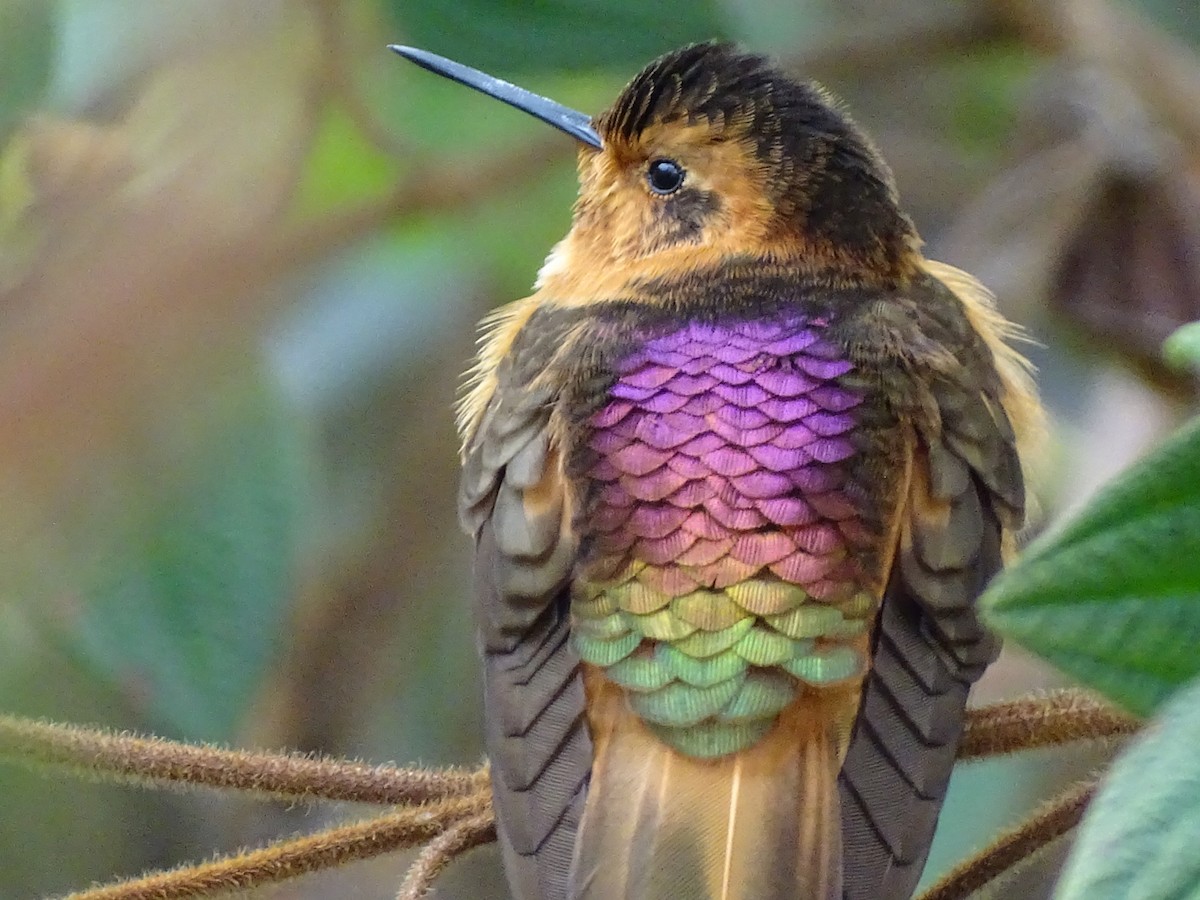 kolibřík duhovohřbetý - ML405147841
