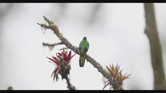 White-tipped Quetzal - ML405147951