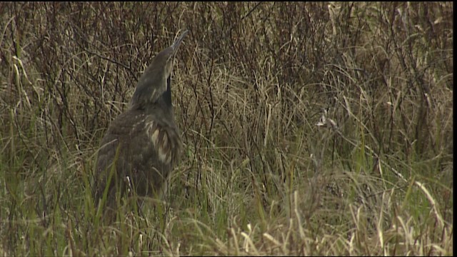 American Bittern - ML405148