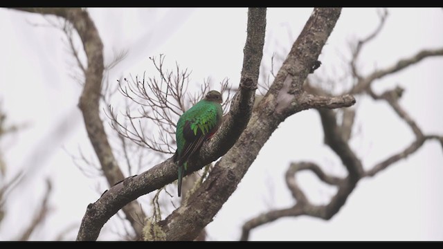 White-tipped Quetzal - ML405148101