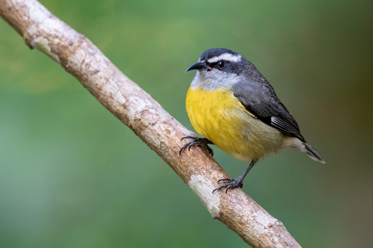 Bananaquit - ML405148321